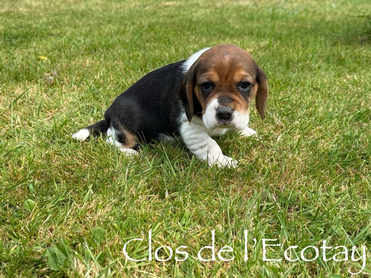 Du Clos De L'Ecotay - Chiots disponibles - Beagle