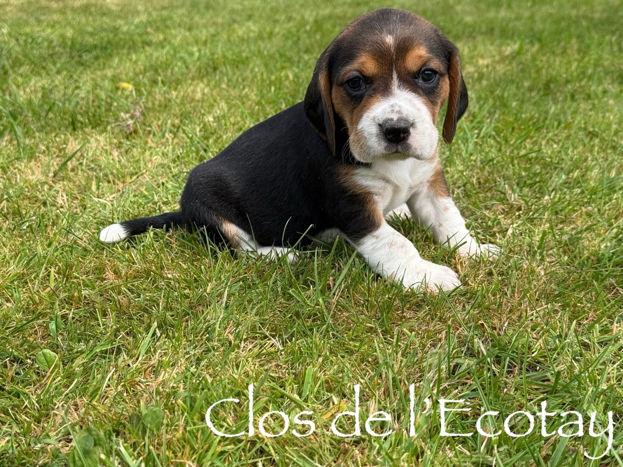 Du Clos De L'Ecotay - Chiots disponibles - Beagle