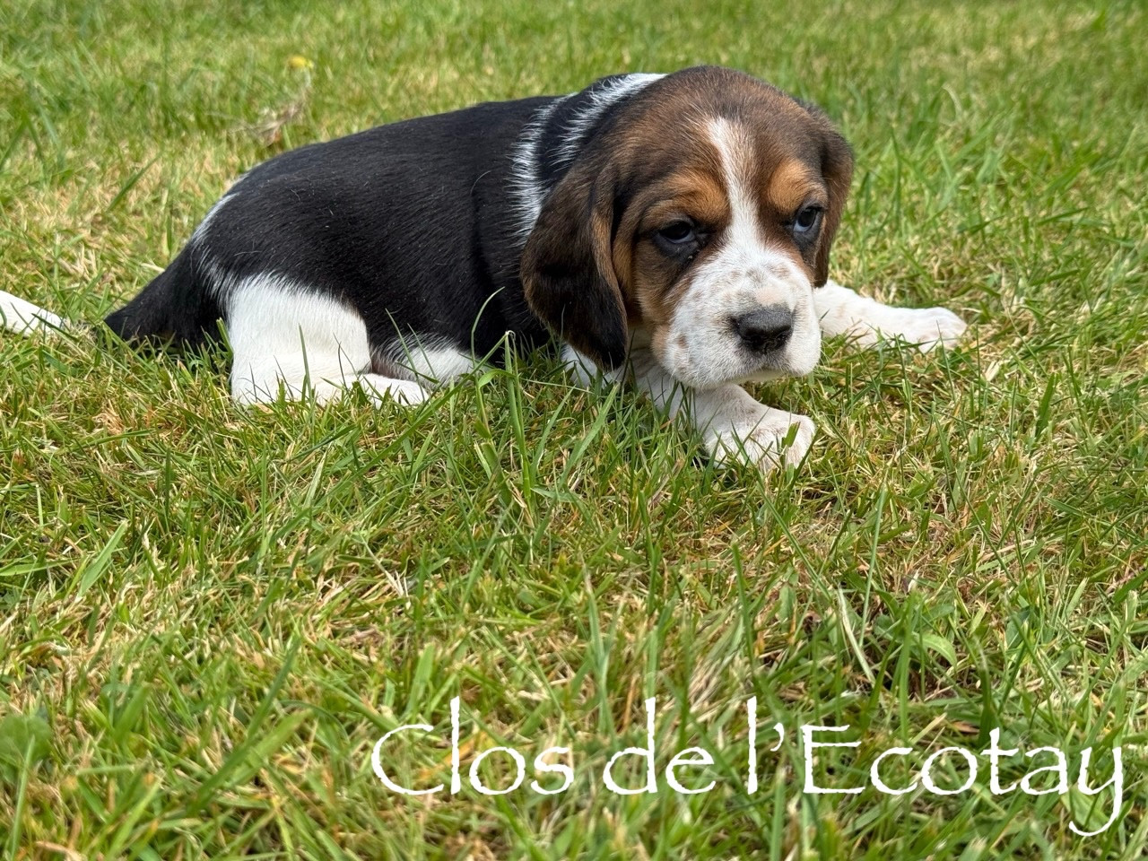 Du Clos De L'Ecotay - Chiots disponibles - Beagle
