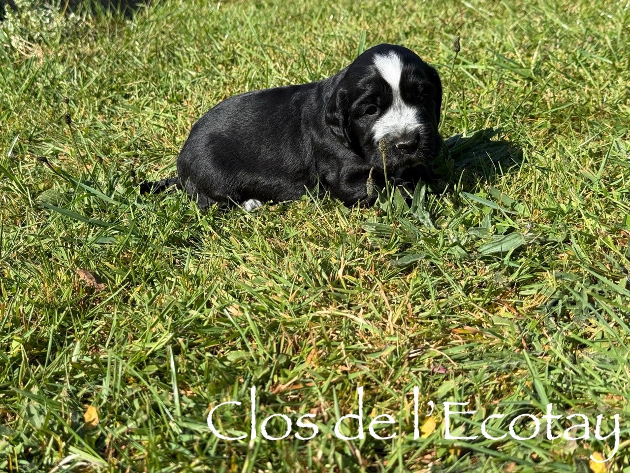 Du Clos De L'Ecotay - Chiots disponibles - Cocker Spaniel Anglais