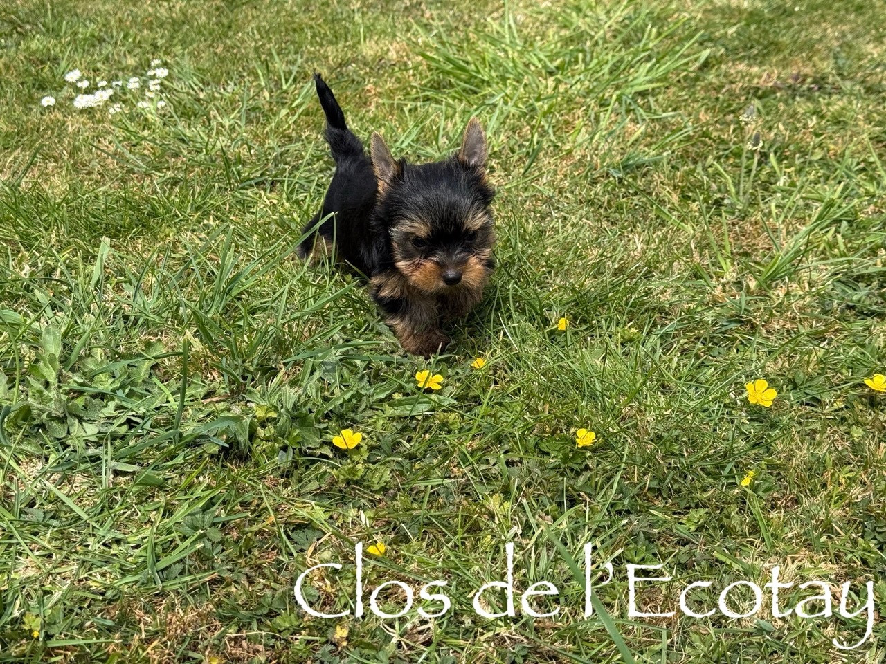 Du Clos De L'Ecotay - Chiots disponibles - Yorkshire Terrier