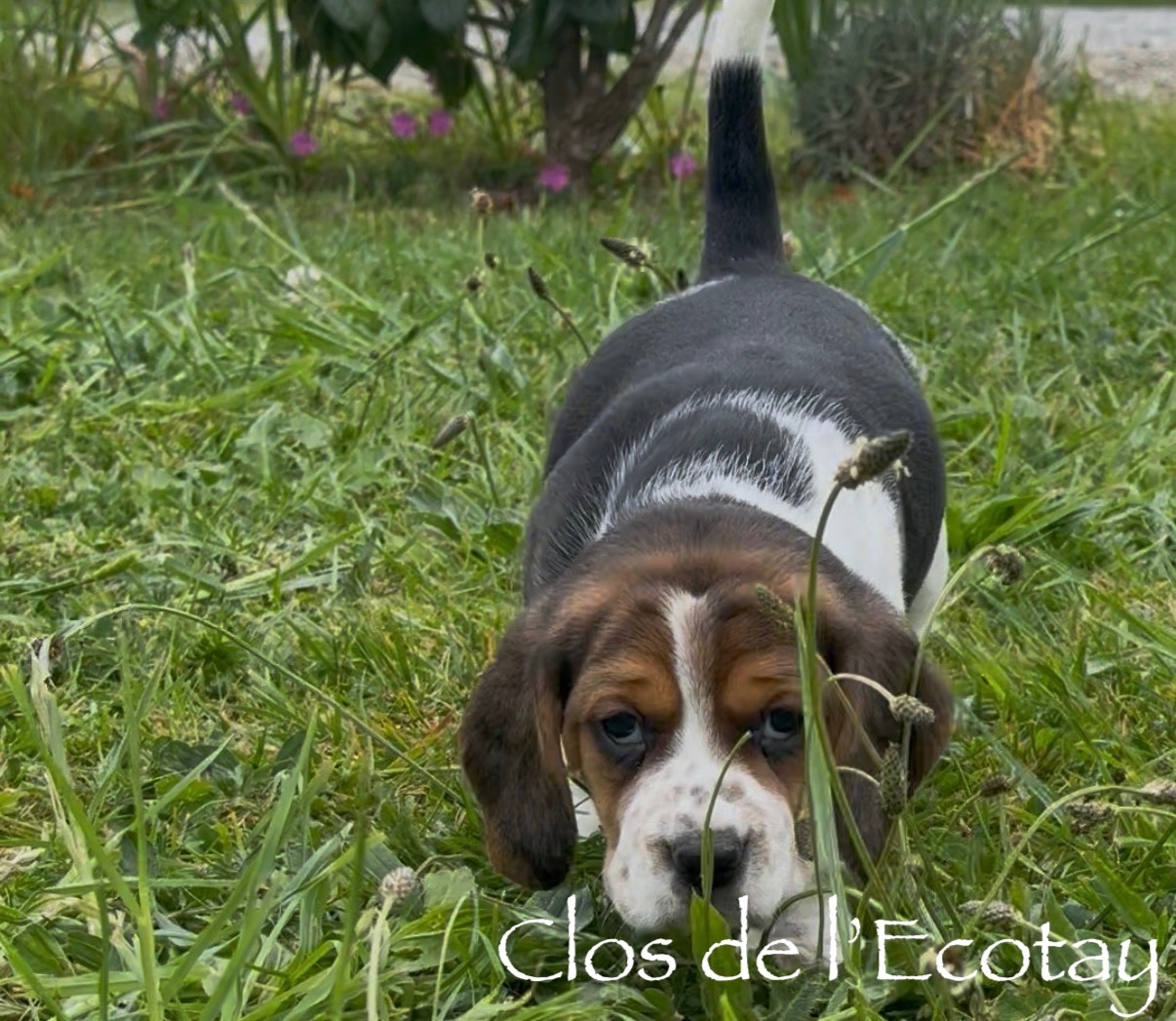 Du Clos De L'Ecotay - Chiots disponibles - Beagle