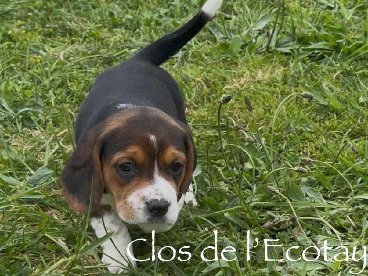 Du Clos De L'Ecotay - Chiots disponibles - Beagle