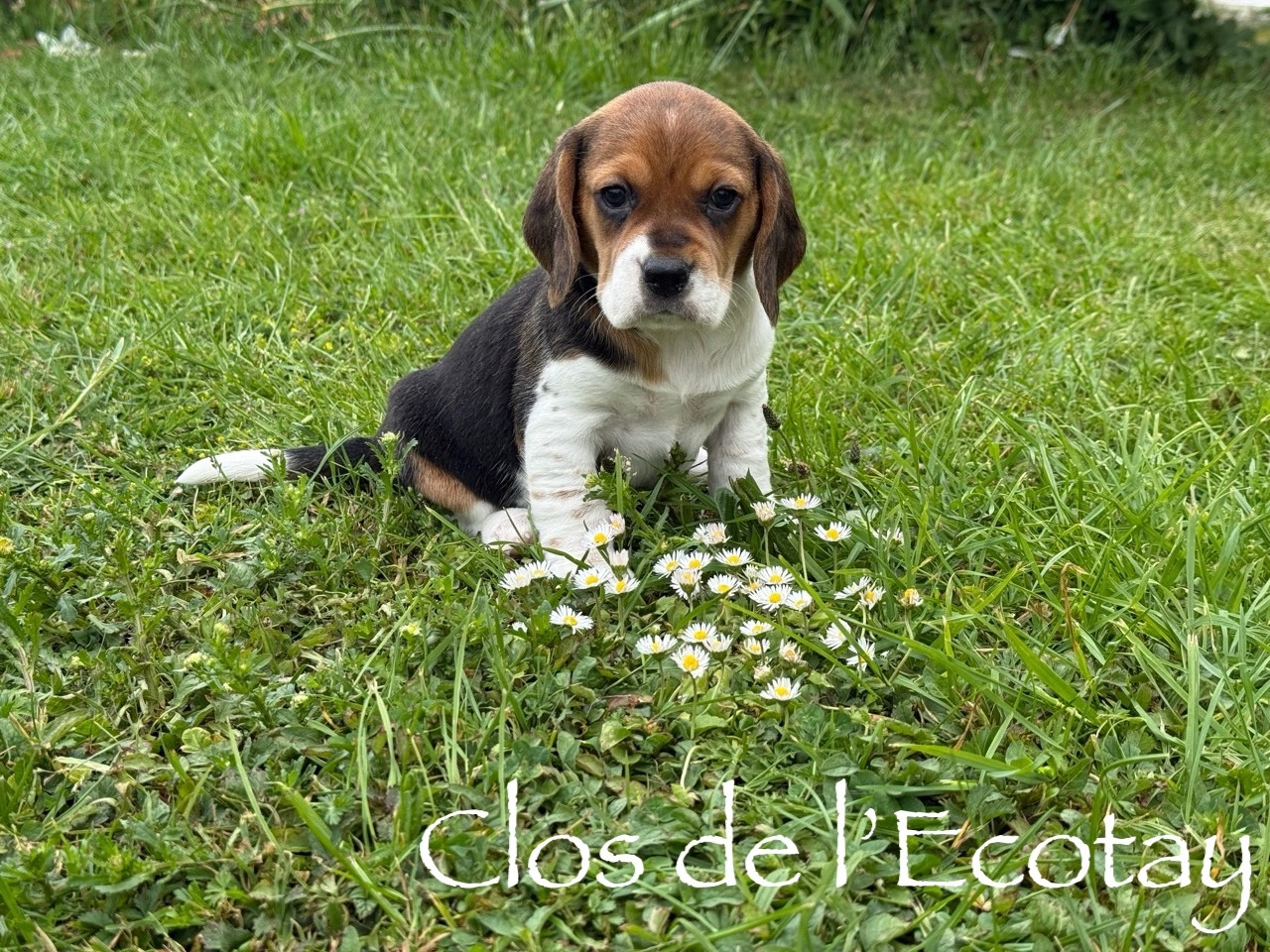 Du Clos De L'Ecotay - Chiots disponibles - Beagle