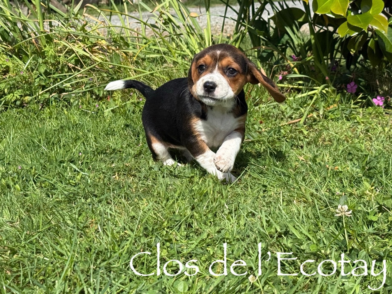 Du Clos De L'Ecotay - Chiots disponibles - Beagle