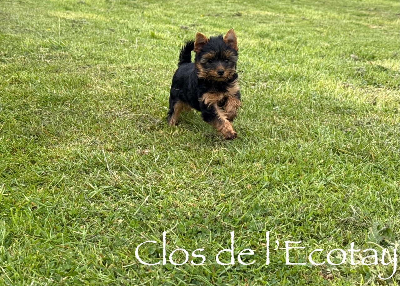 Du Clos De L'Ecotay - Chiots disponibles - Yorkshire Terrier