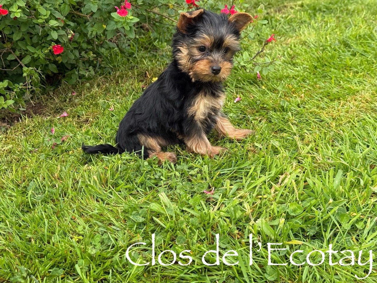 Du Clos De L'Ecotay - Chiots disponibles - Yorkshire Terrier