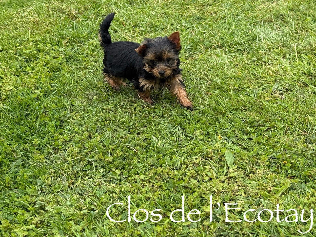 Du Clos De L'Ecotay - Chiots disponibles - Yorkshire Terrier