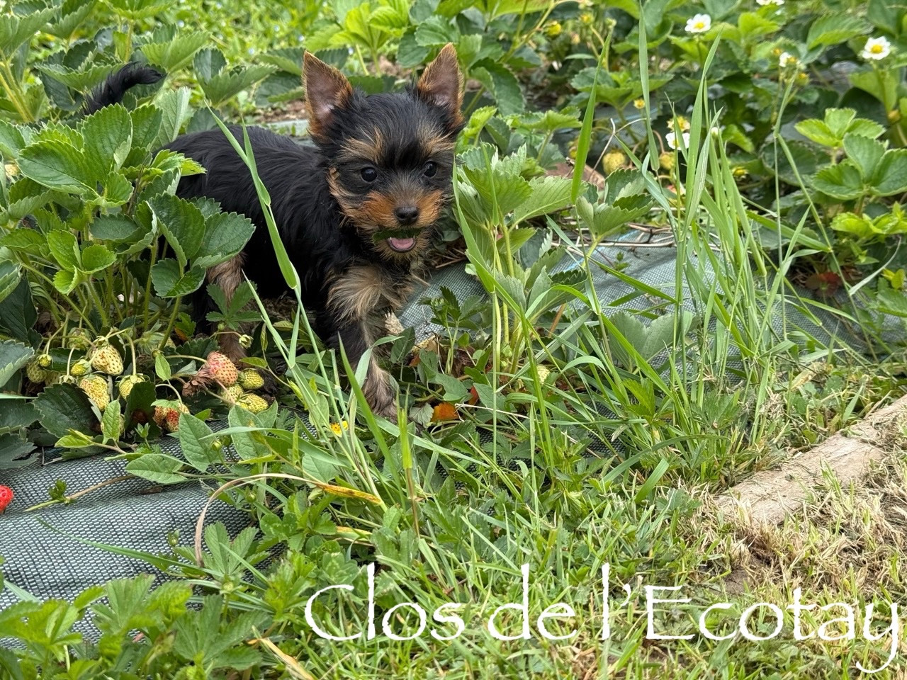Du Clos De L'Ecotay - Chiots disponibles - Yorkshire Terrier