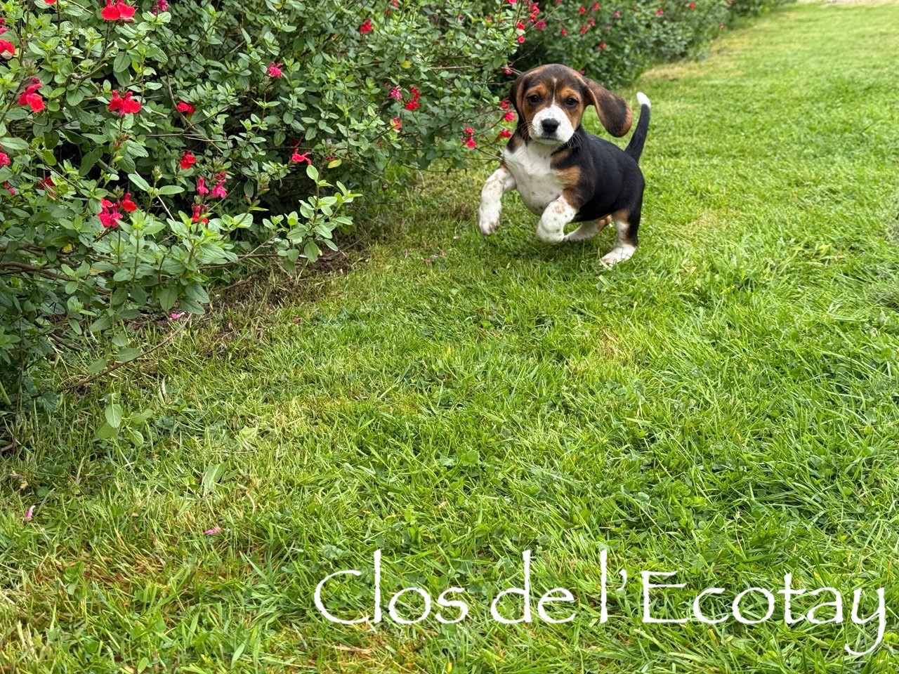 Du Clos De L'Ecotay - Chiots disponibles - Beagle
