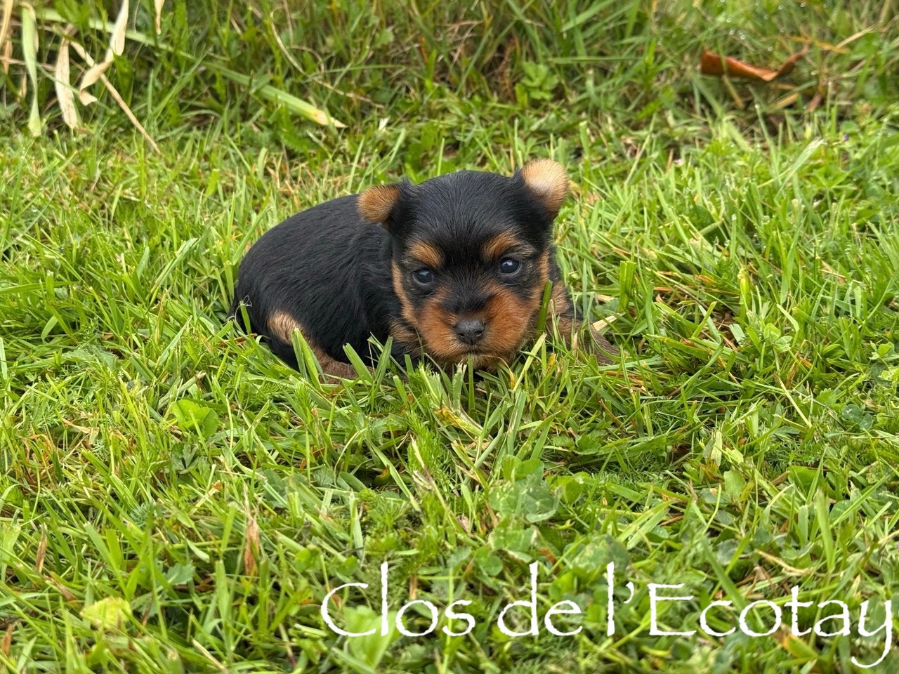 Du Clos De L'Ecotay - Yorkshire Terrier - Portée née le 28/04/2026