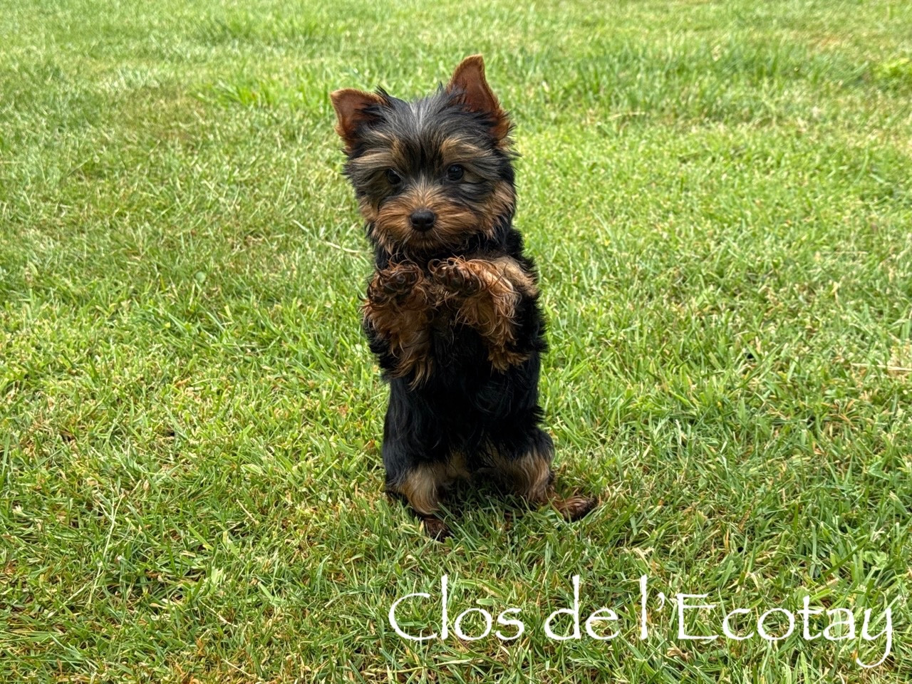 Du Clos De L'Ecotay - Chiots disponibles - Yorkshire Terrier
