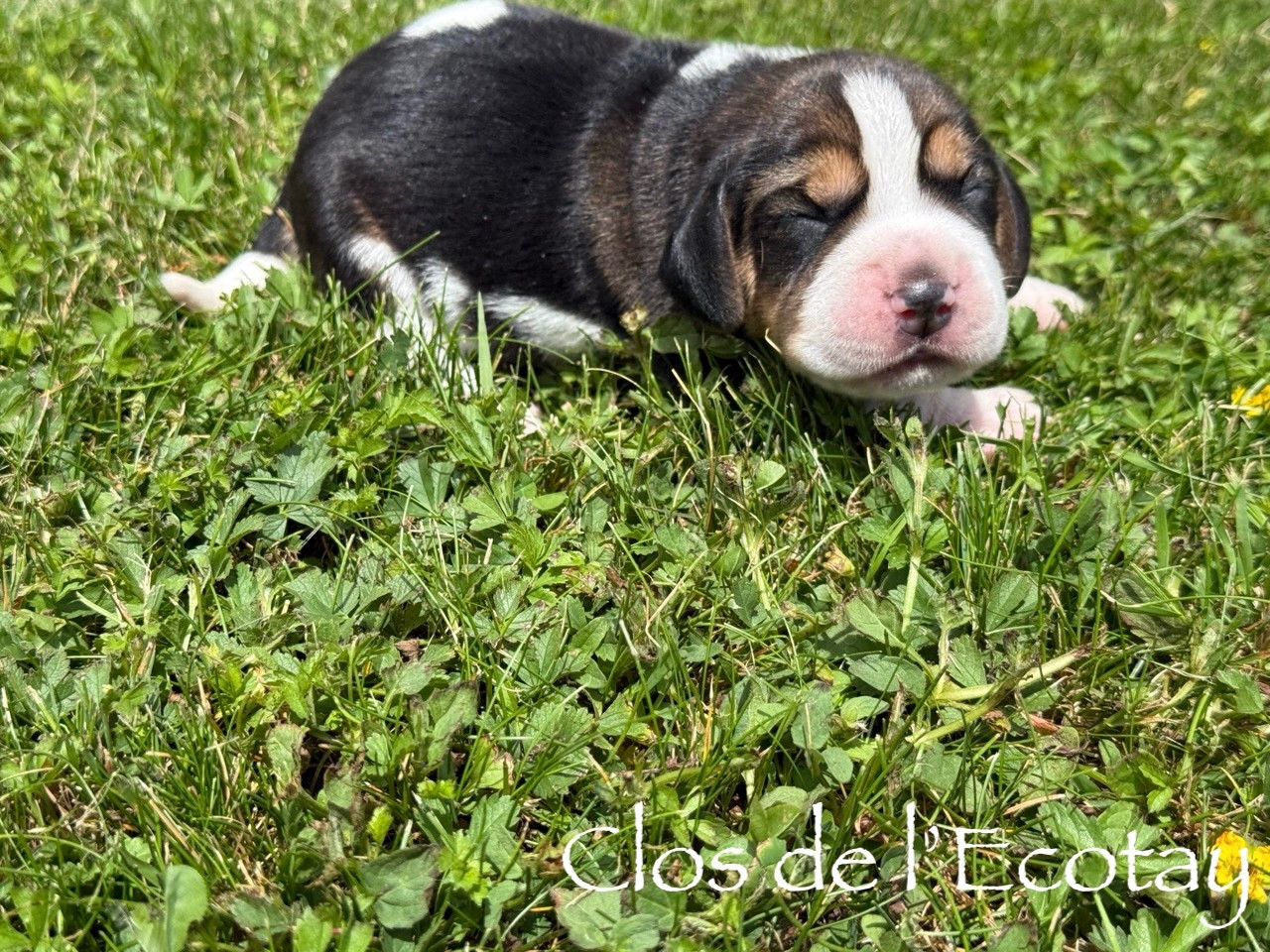 Du Clos De L'Ecotay - Chiots disponibles - Beagle