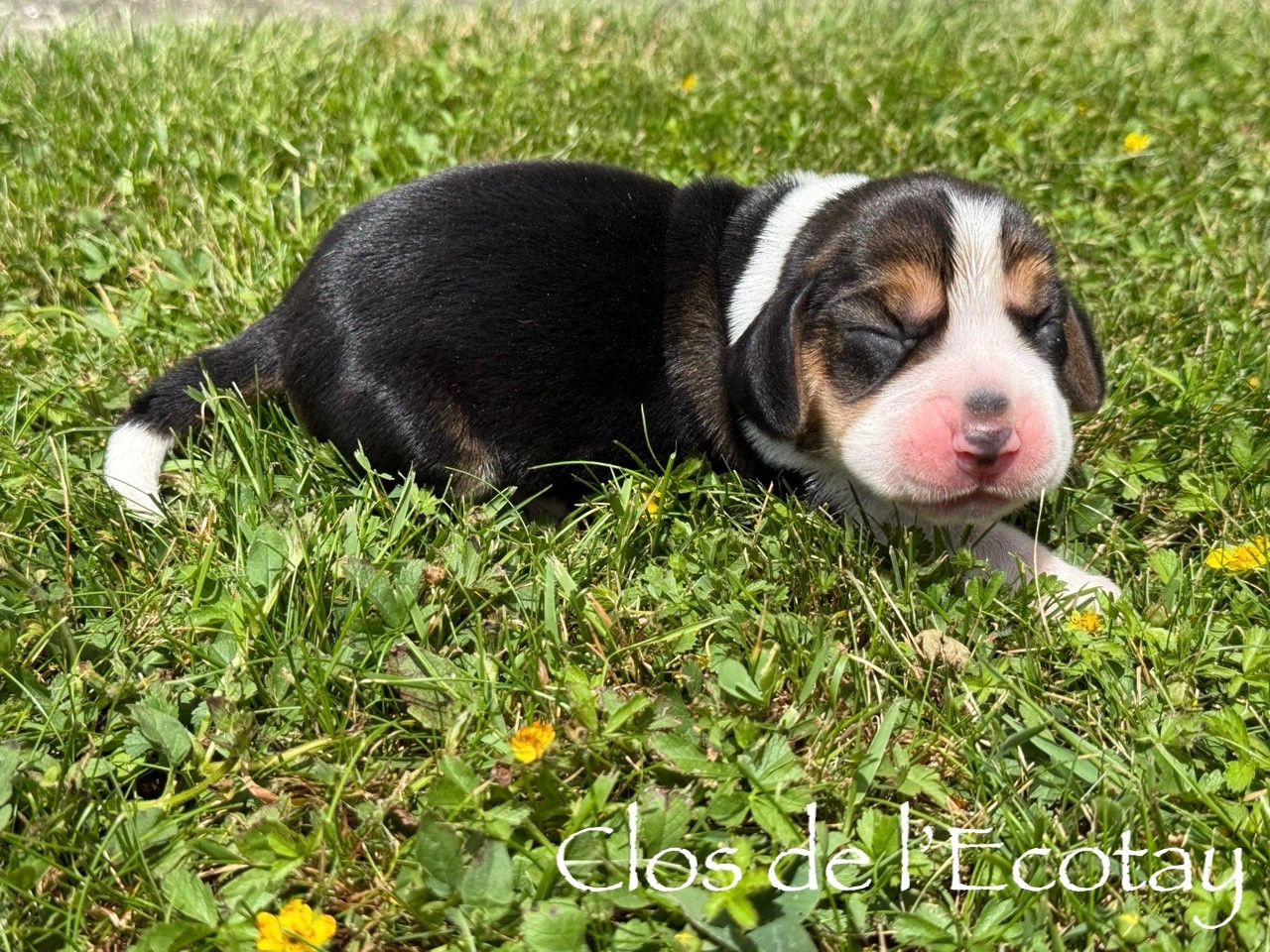 Du Clos De L'Ecotay - Chiots disponibles - Beagle