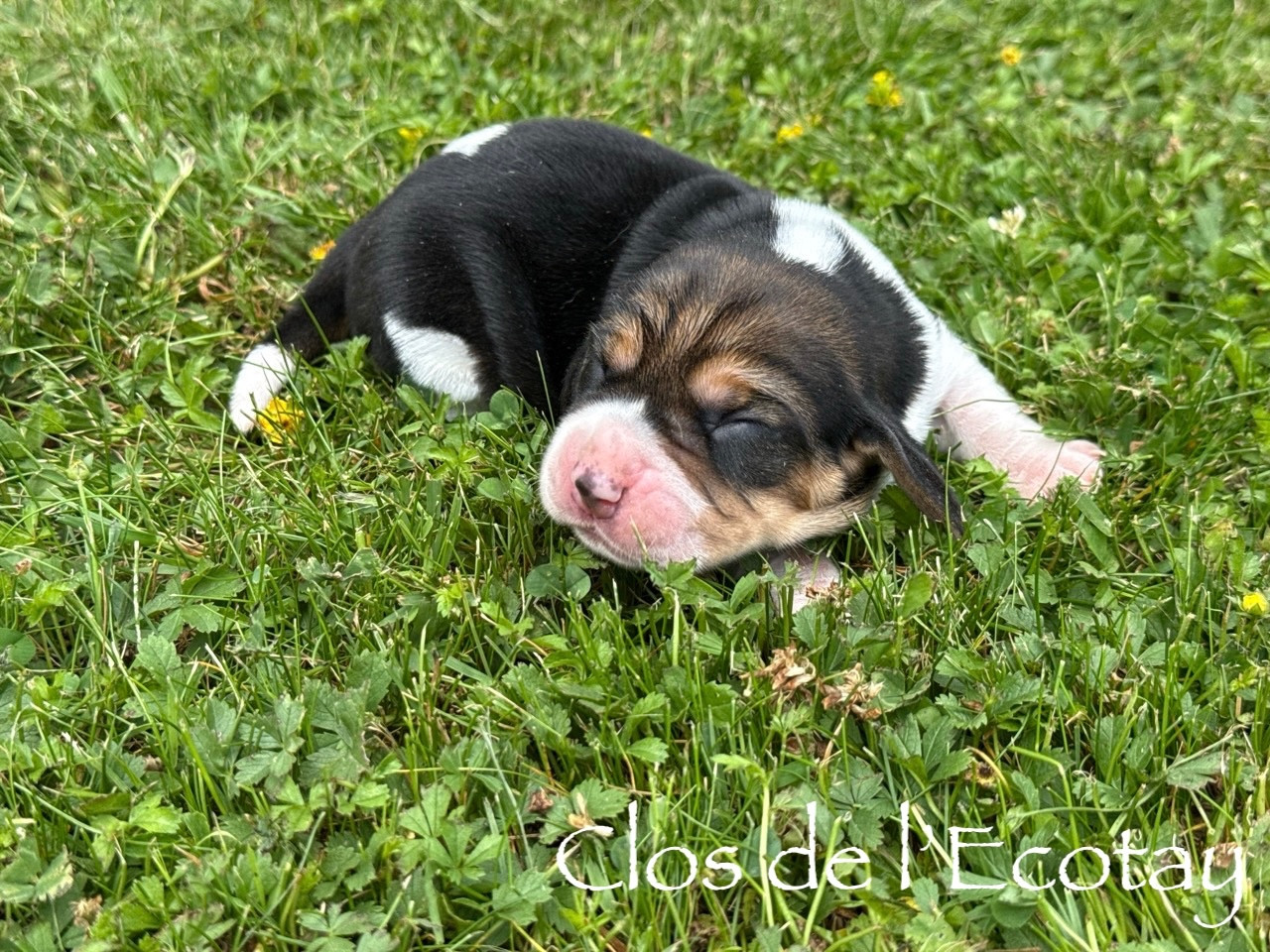 Du Clos De L'Ecotay - Chiots disponibles - Beagle