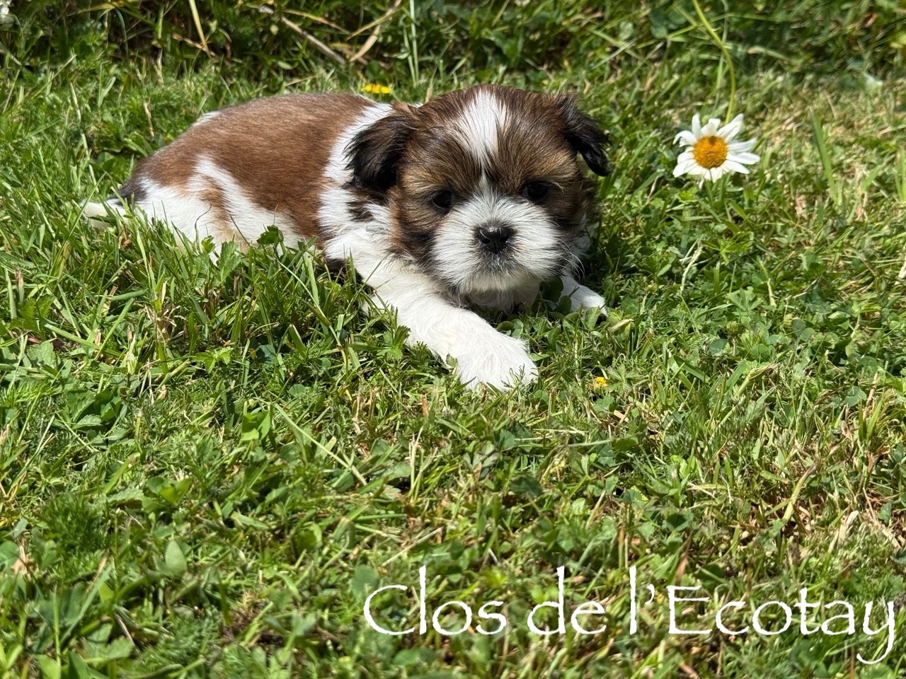 Du Clos De L'Ecotay - Chiots disponibles - Shih Tzu