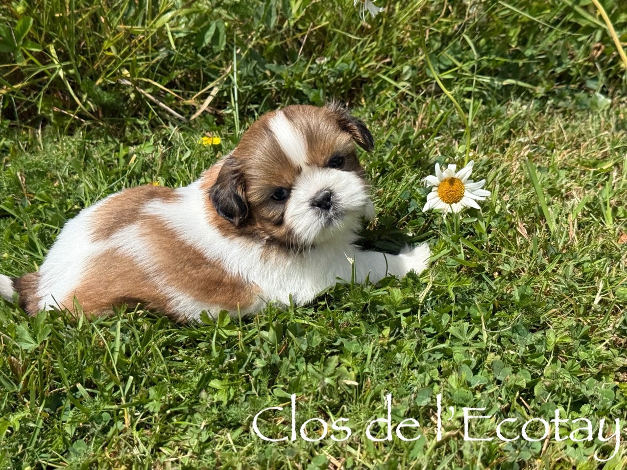 Du Clos De L'Ecotay - Chiots disponibles - Shih Tzu