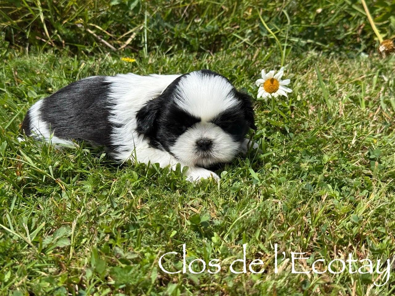 Du Clos De L'Ecotay - Chiots disponibles - Shih Tzu