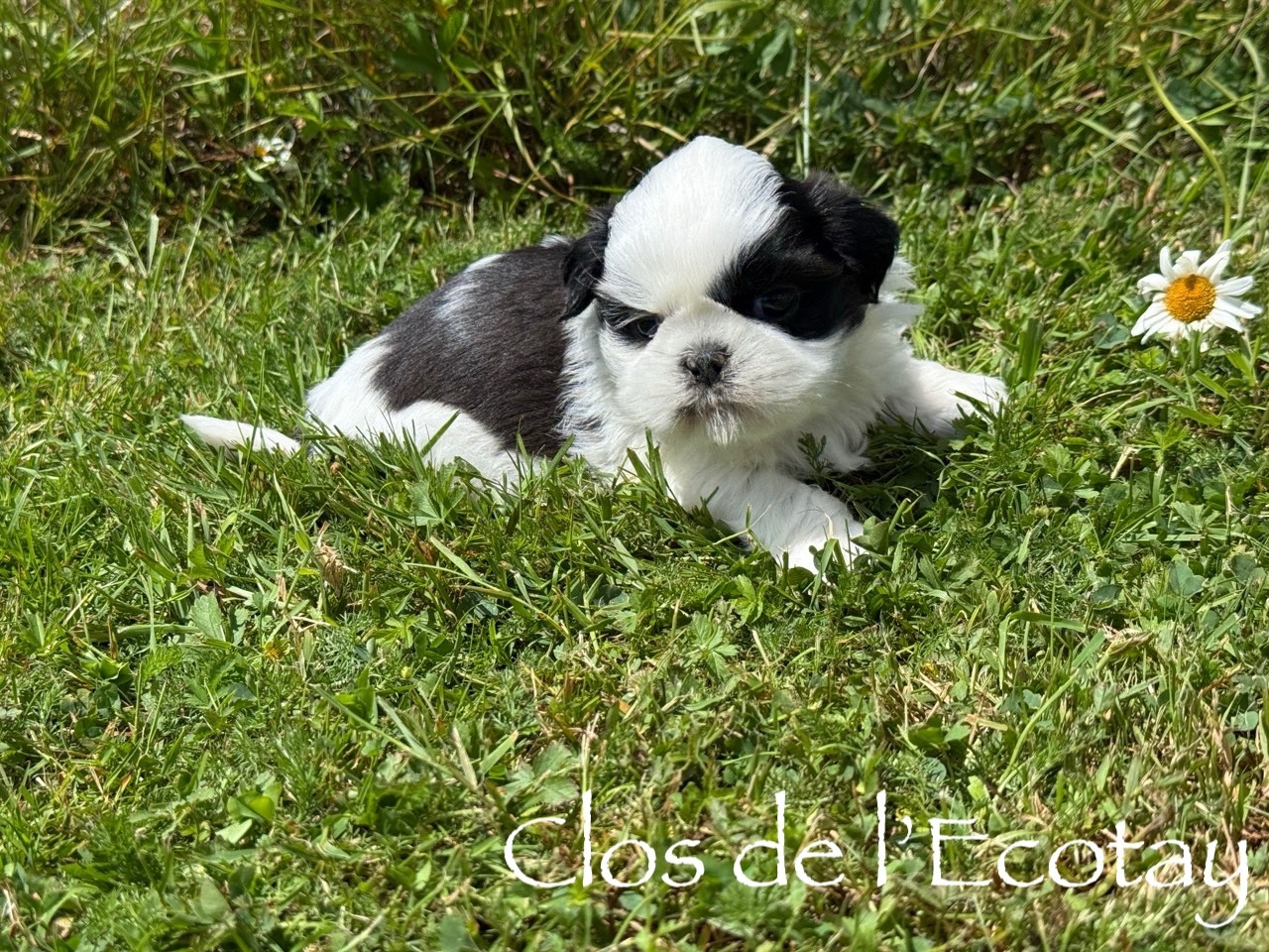 Du Clos De L'Ecotay - Shih Tzu - Portée née le 14/05/2026