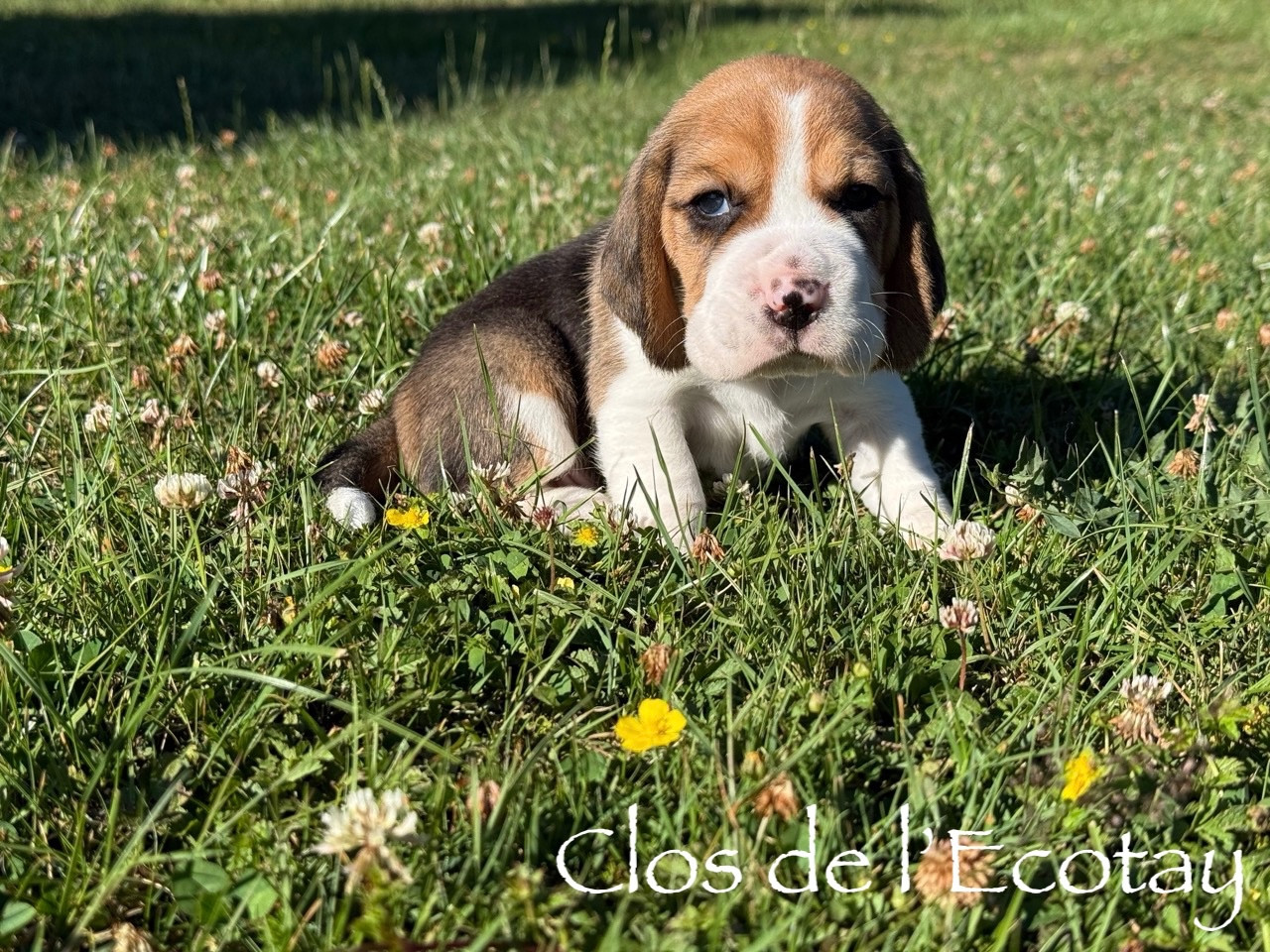 Du Clos De L'Ecotay - Chiots disponibles - Beagle