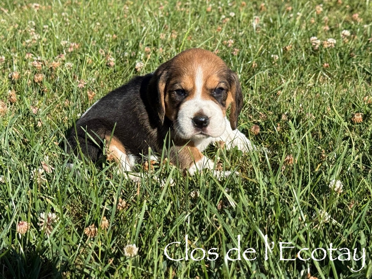 Du Clos De L'Ecotay - Chiots disponibles - Beagle