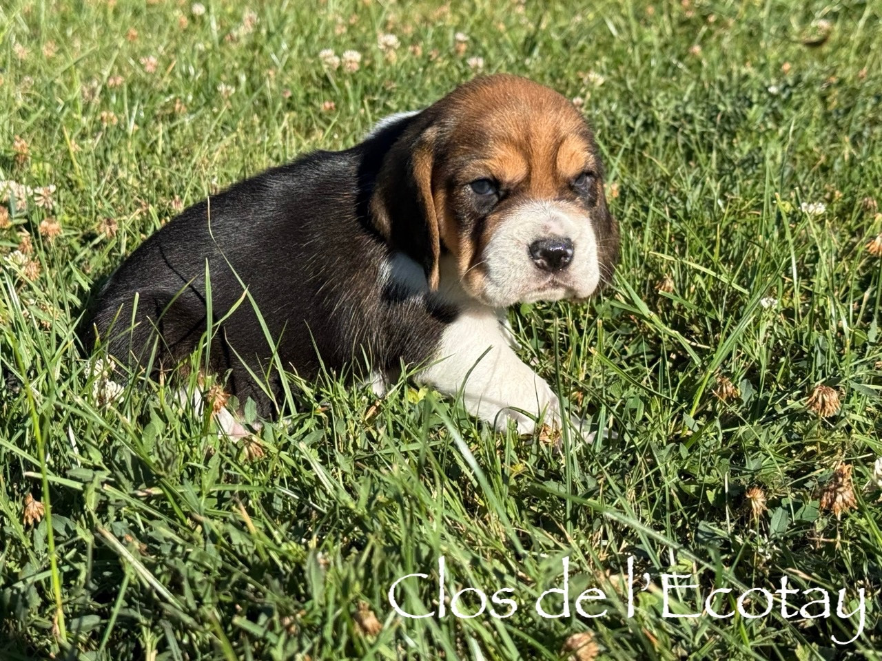 Du Clos De L'Ecotay - Chiots disponibles - Beagle