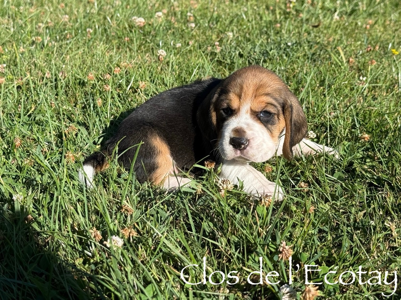 Du Clos De L'Ecotay - Chiots disponibles - Beagle