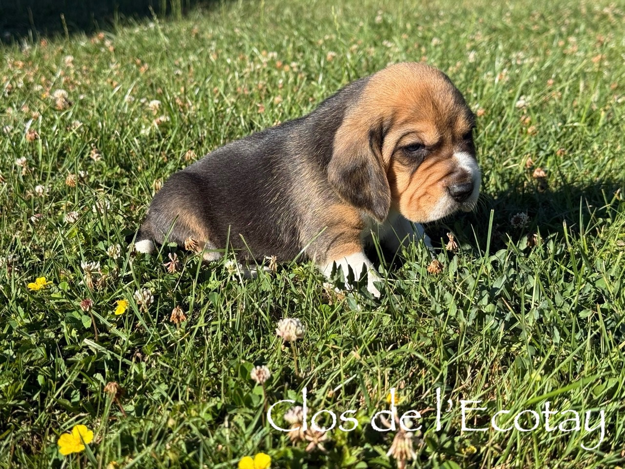 Du Clos De L'Ecotay - Chiots disponibles - Beagle