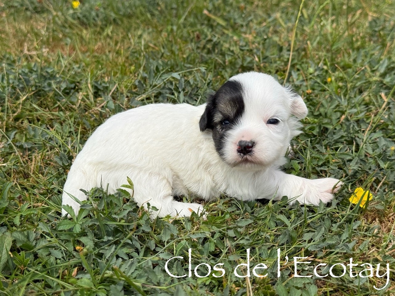 Du Clos De L'Ecotay - Chiots disponibles - Coton de Tulear