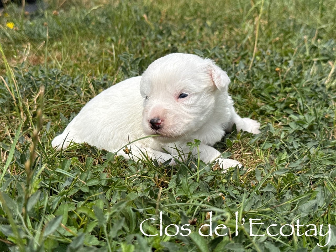 Du Clos De L'Ecotay - Chiots disponibles - Coton de Tulear
