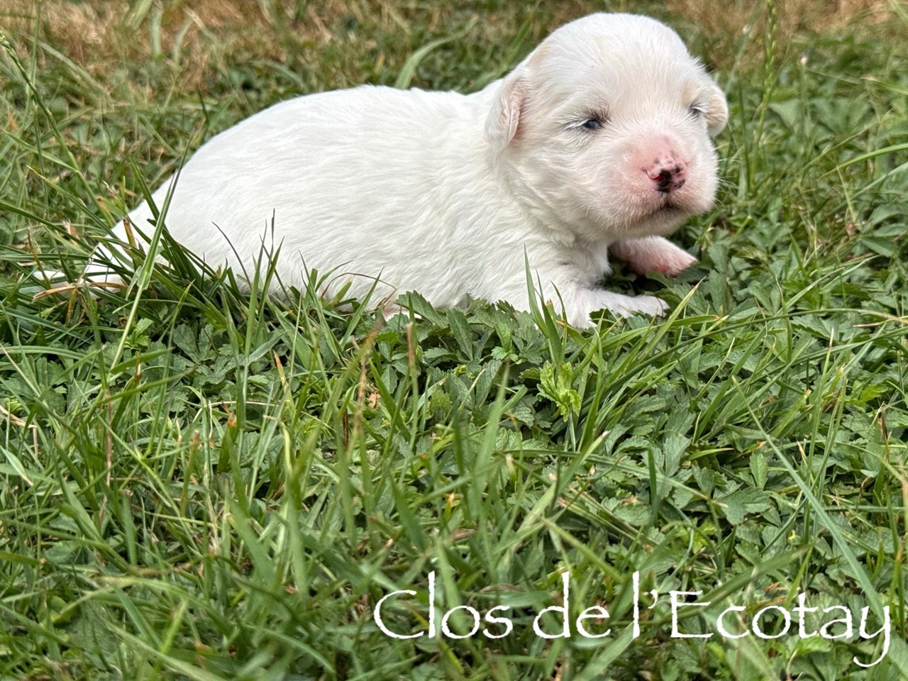 Du Clos De L'Ecotay - Chiots disponibles - Coton de Tulear