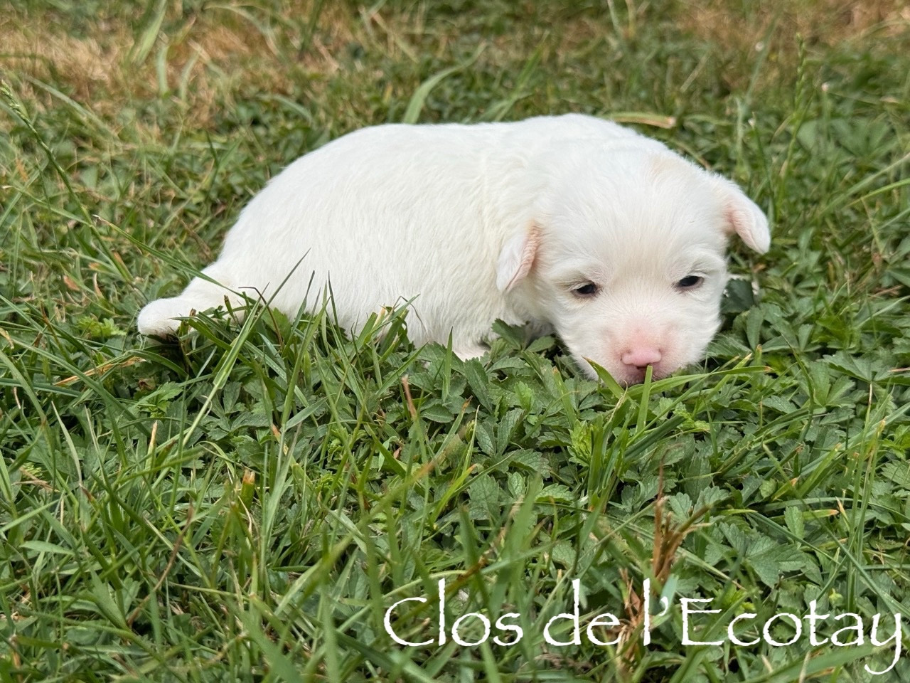 Du Clos De L'Ecotay - Chiots disponibles - Coton de Tulear