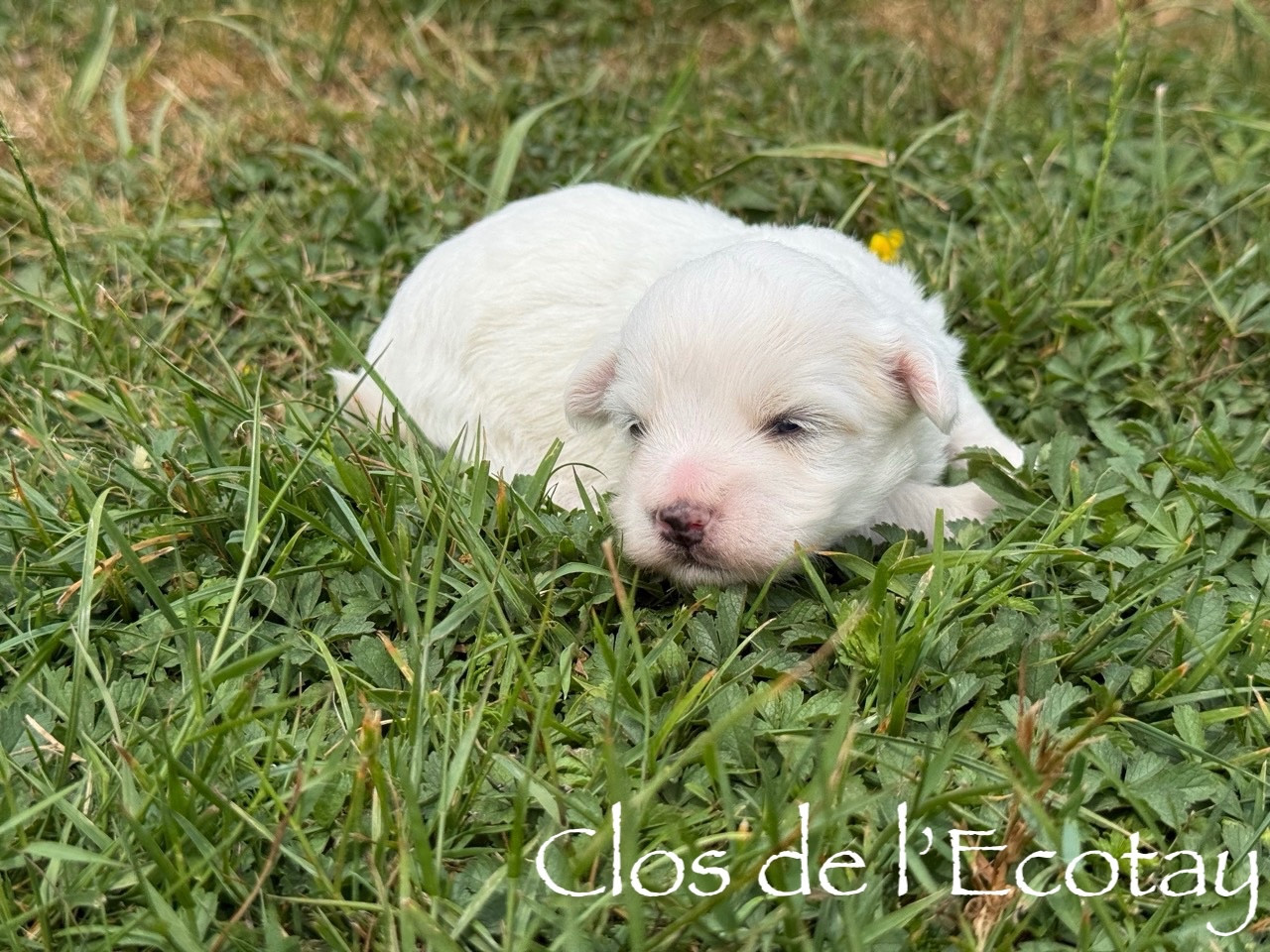 Du Clos De L'Ecotay - Chiots disponibles - Coton de Tulear