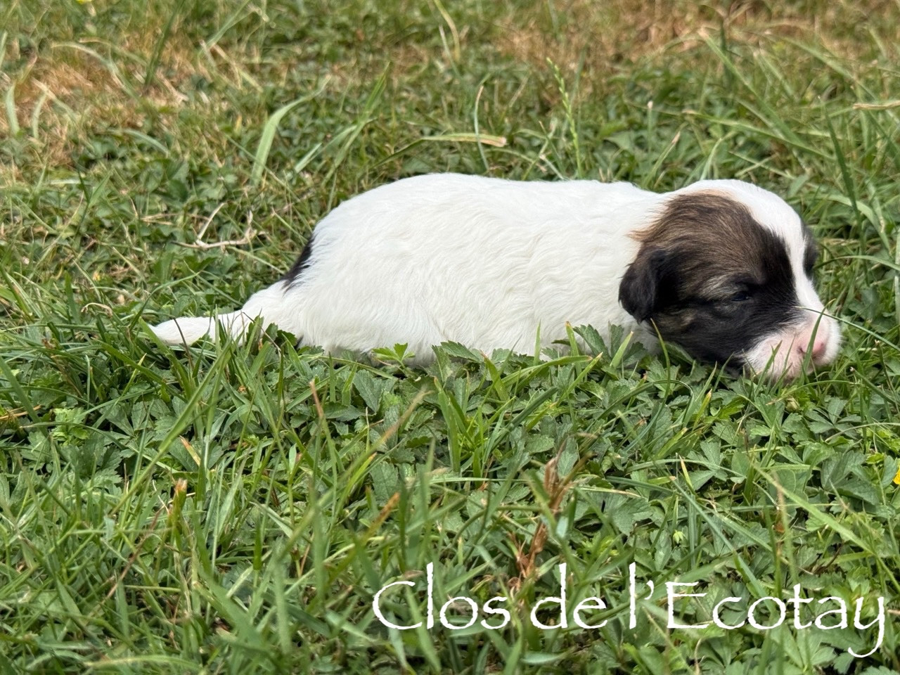Du Clos De L'Ecotay - Chiots disponibles - Coton de Tulear