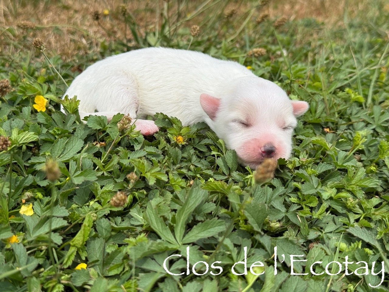 Du Clos De L'Ecotay - Chiots disponibles - Coton de Tulear