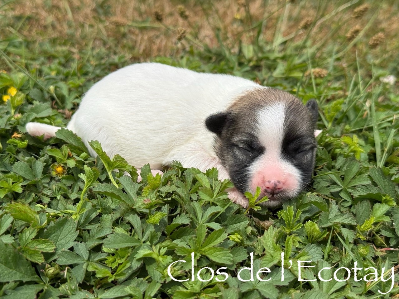 Du Clos De L'Ecotay - Chiots disponibles - Coton de Tulear