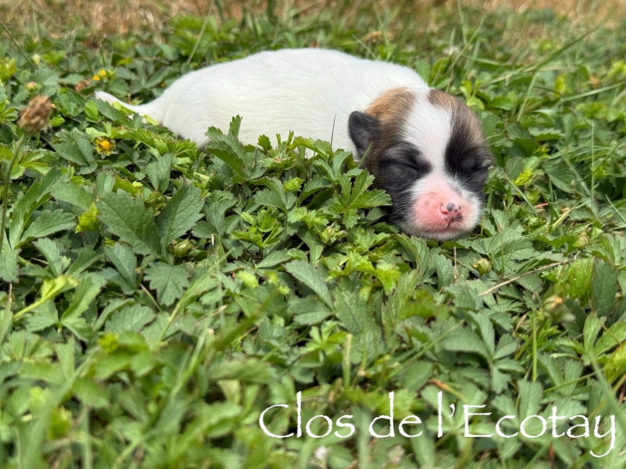 Du Clos De L'Ecotay - Chiots disponibles - Coton de Tulear