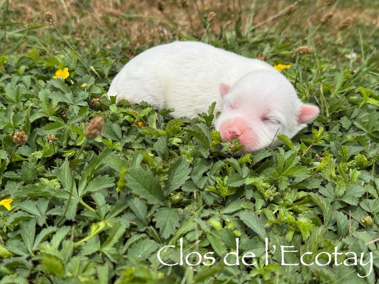 Du Clos De L'Ecotay - Chiots disponibles - Coton de Tulear
