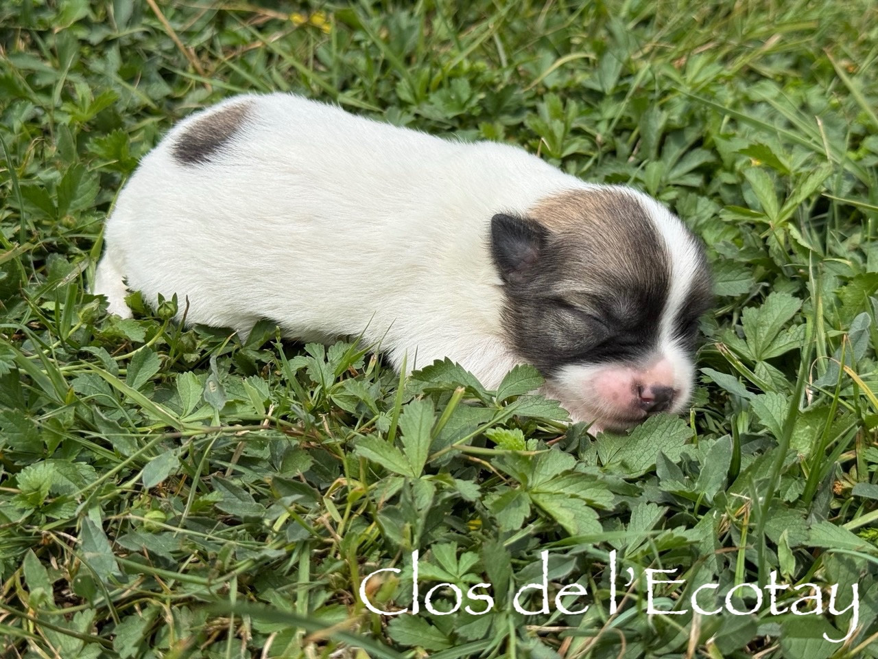 Du Clos De L'Ecotay - Chiots disponibles - Coton de Tulear