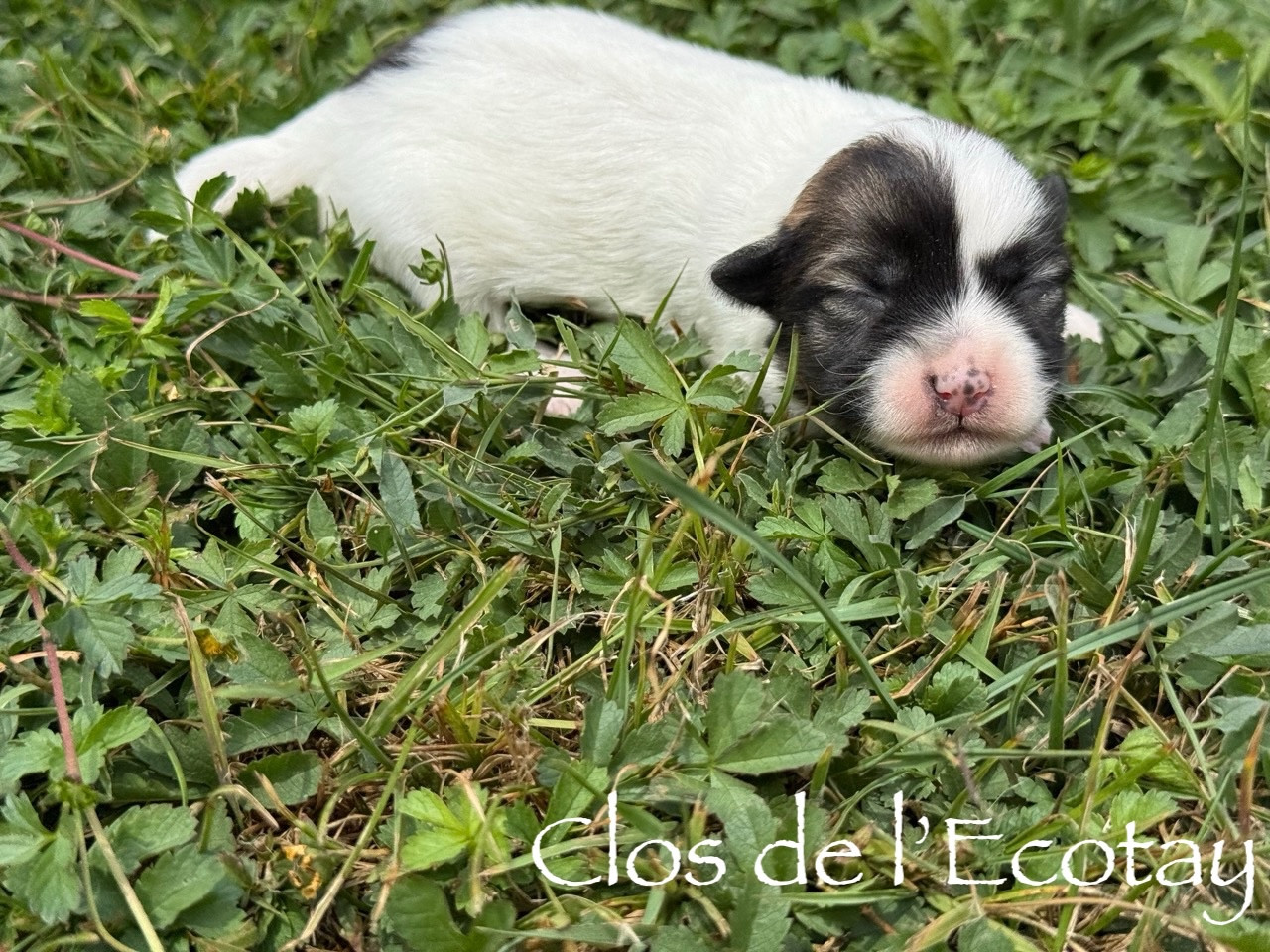 Du Clos De L'Ecotay - Chiots disponibles - Coton de Tulear