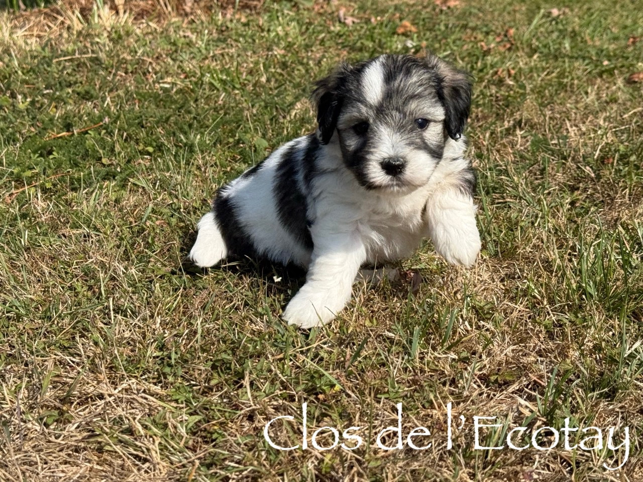 Du Clos De L'Ecotay - Coton de Tulear - Portée née le 19/06/2026