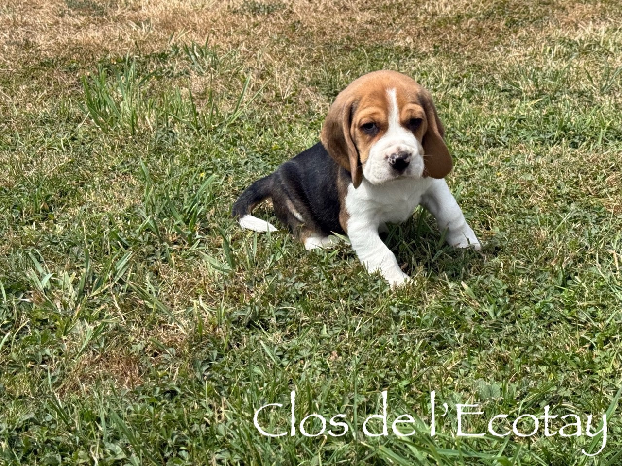 Du Clos De L'Ecotay - Beagle - Portée née le 11/06/2026