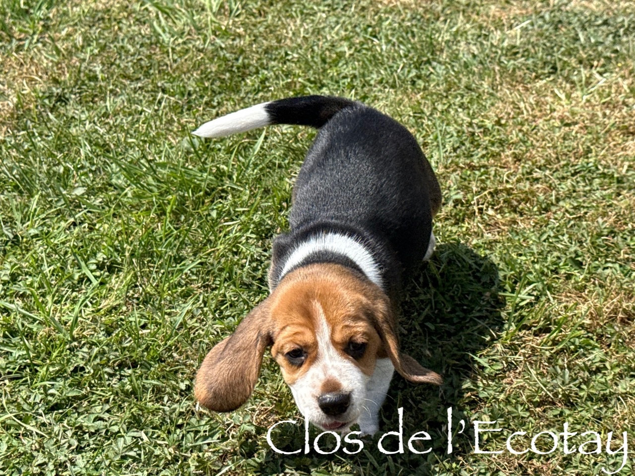 Du Clos De L'Ecotay - Chiots disponibles - Beagle