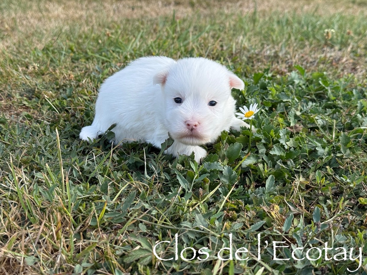 Du Clos De L'Ecotay - Chiots disponibles - Coton de Tulear