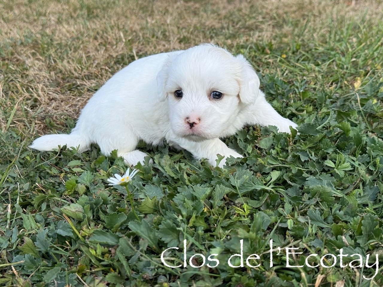 Du Clos De L'Ecotay - Chiots disponibles - Coton de Tulear