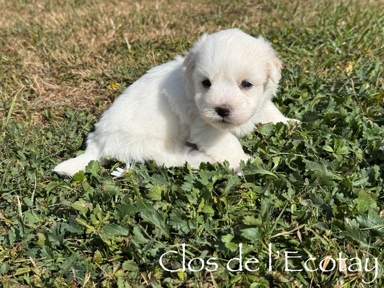 Du Clos De L'Ecotay - Chiots disponibles - Coton de Tulear