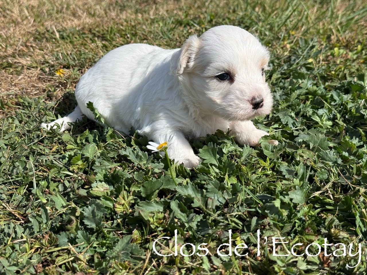Du Clos De L'Ecotay - Chiots disponibles - Coton de Tulear