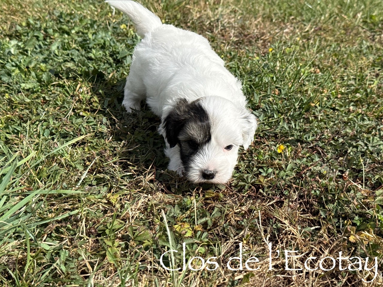 Du Clos De L'Ecotay - Chiots disponibles - Coton de Tulear
