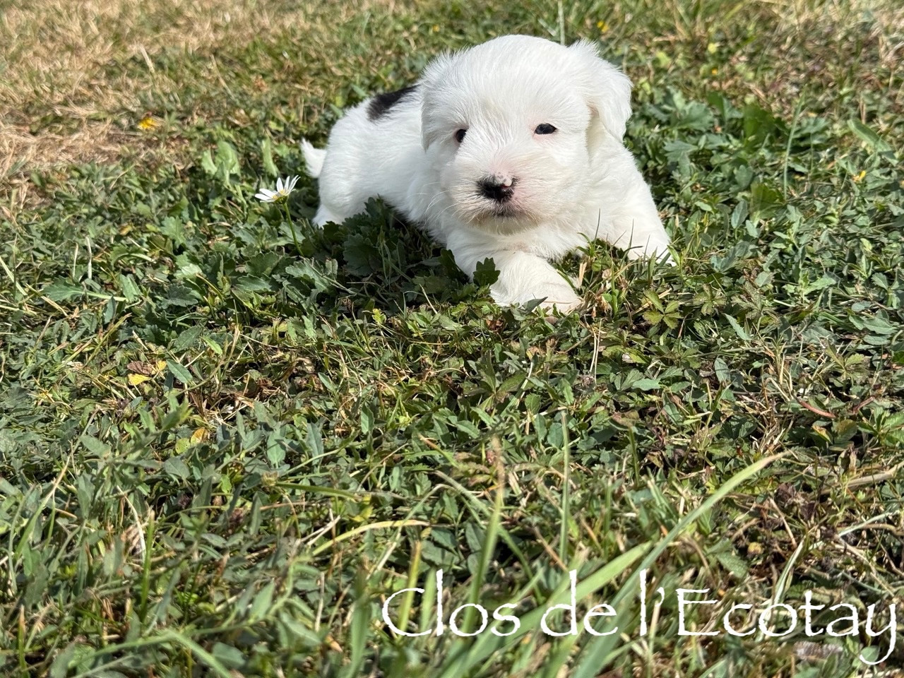 Du Clos De L'Ecotay - Chiots disponibles - Coton de Tulear