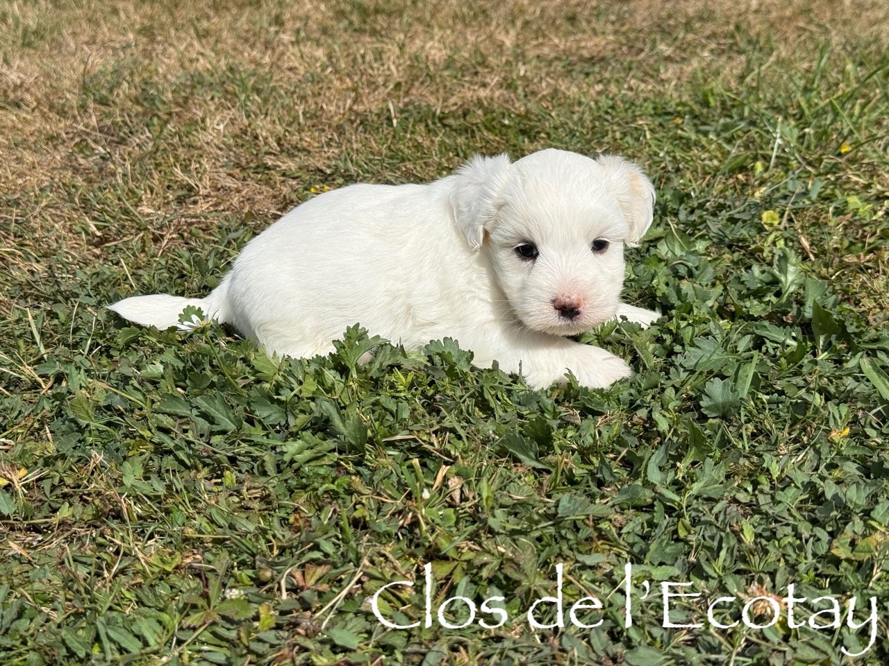 Du Clos De L'Ecotay - Chiots disponibles - Coton de Tulear